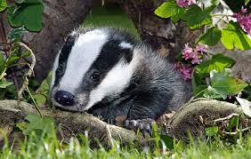 mill badger, local reports