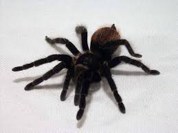 mexican red rump tarantula