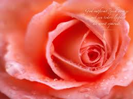 Bekijk de afbeelding op ware grootte