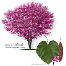 pictures redbud tree
