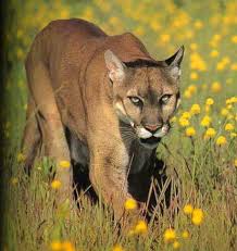 mountain lions