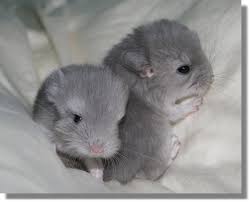 chinchilla pictures Pictures