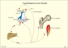 GH and hepatic IGF-1