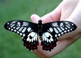 swallowtail butterflies