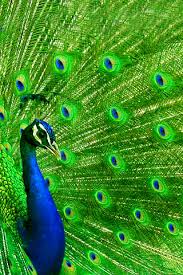peacock backgrounds