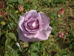 blue rose bushes