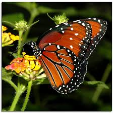 queen butterfly pictures
