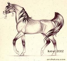 الخيول العربية الاصيل Horse
