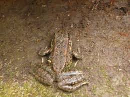 large frogs