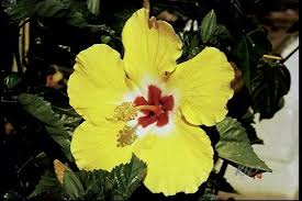 yellow rose of sharon