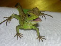 water dragon lizards