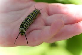 eastern tiger swallowtail caterpillar
