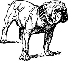 bulldog coloring pages