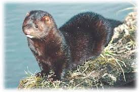 mink