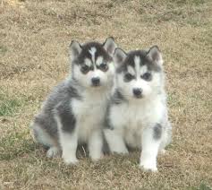 siberian husky pup