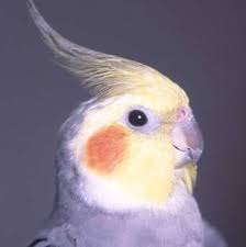 cockatiel