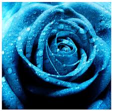 The,Meaning,of,the,Colors,of,Roses , The Meaning of the Colors of Roses