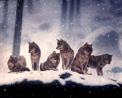 wolf pack