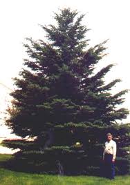 pictures white spruce trees