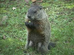 groundhog