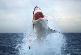 shark