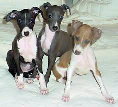 italian greyhound