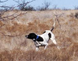 bird dog