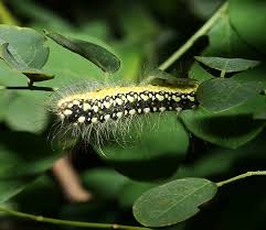 pictures of poisonous caterpillars