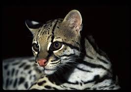 is another type of Ocelot,