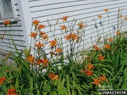 orange daylily