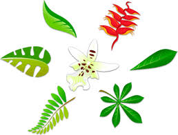 pictures of leaves