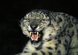 snow leopard