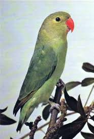 abyssinian love bird