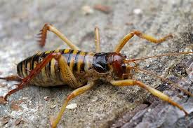 The female weta uses her