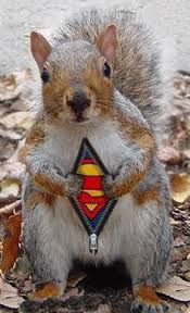 squirell