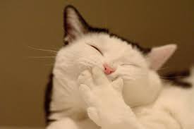 funny videos of cats