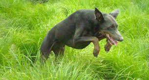 blue doberman