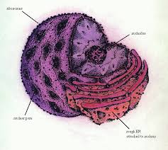 nucleus