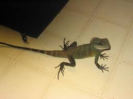water dragon lizards