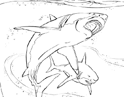 national geographic coloring sheets