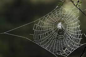 spider webs