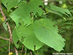 pipevine swallowtail caterpillar