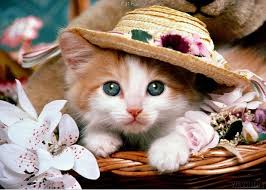 cute cat pictures