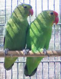 abyssinian love bird