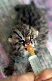 leopard cat pictures
