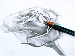 how to draw rose