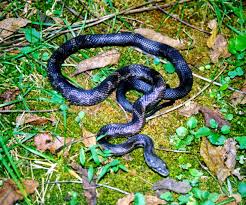types of snakes