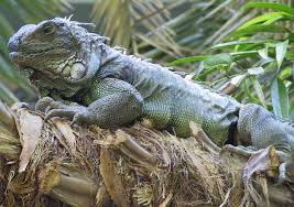 pictures of iguanas