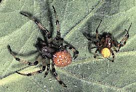 spiders photo