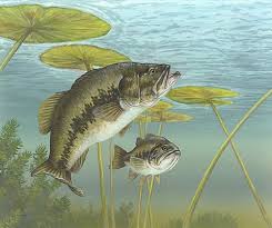 largemouth bass picture